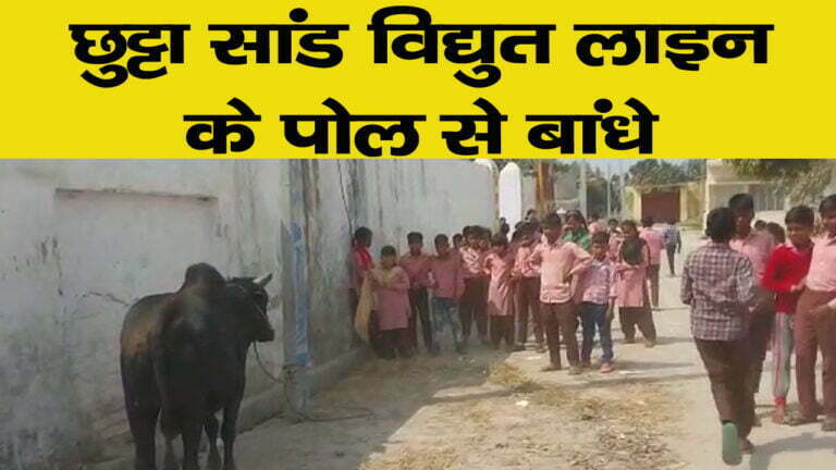 छुट्टा सांड विद्युत लाइन के पोल से बांधे