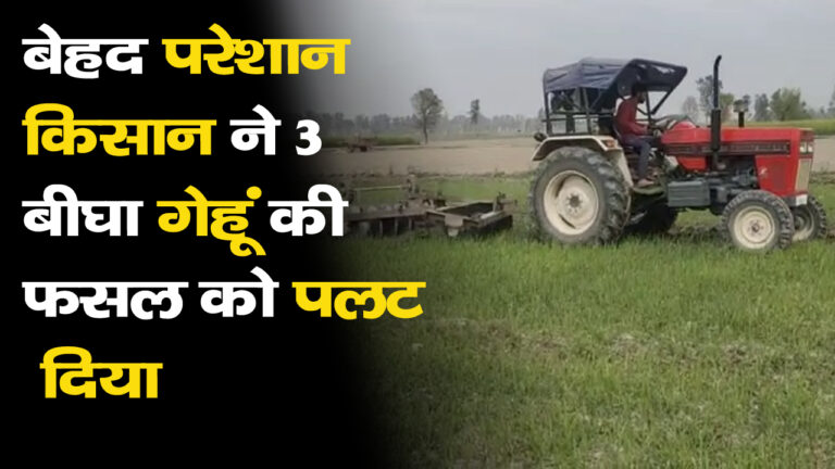 3 बीघा गेहूं की फसल को किया नष्ट