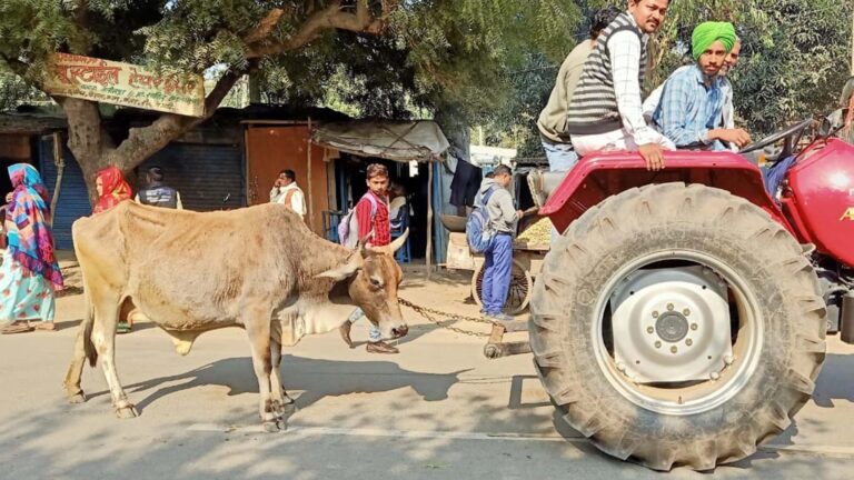ब्लॉक परिसर में छोड़े आवारा पशु