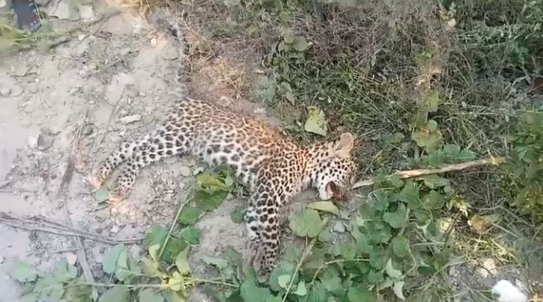 गुलदार के बच्चे का शव मिलने से मचा हड़कंप