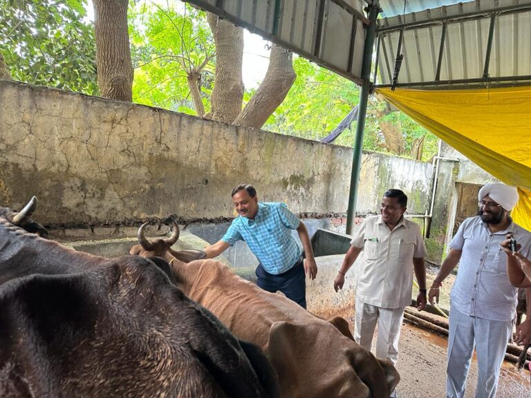 जन्माष्टमी के शुभ अवसर पर जिलाधिकारी राजेश कुमार त्यागी ने पूजा कर गायों को माला पहनाकर खिलाया गुड़