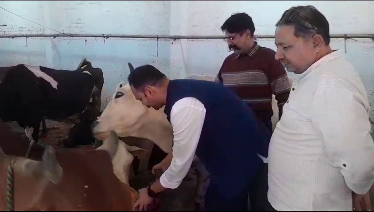 अपर जिलाधिकारी एवं राजस्व अरबिंद कुमार ने चांदपुर स्थित श्रीकृष्ण गौशाला पहुंचकर गायो को खिलाया चारा